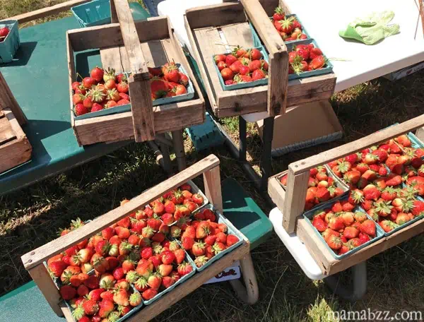 Counting-up-our-strawberries