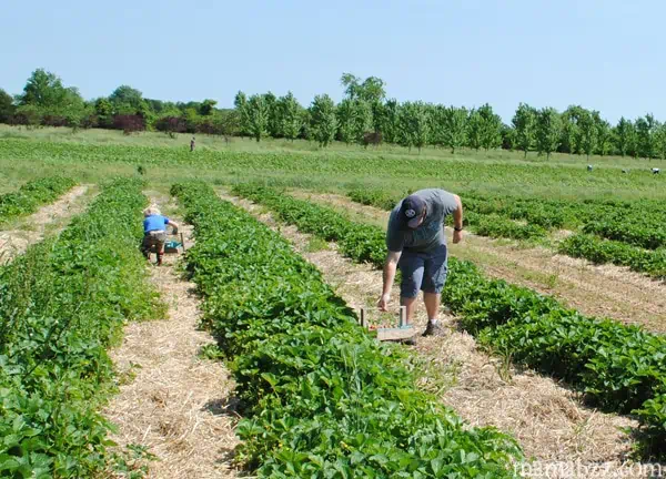Family-fun-at-the-strawberry-patch