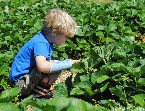Finding-strawberries-to-pick