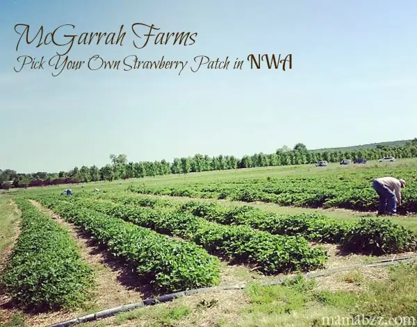 McGarrah-Farms-Strawberry-Patch-in-Northwest-Arkansas