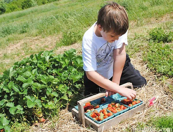 Picking-strawberries-at-McGarrah-Farms