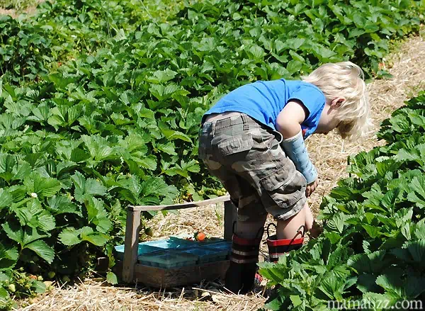 Picking-strawberries-with-the-kids