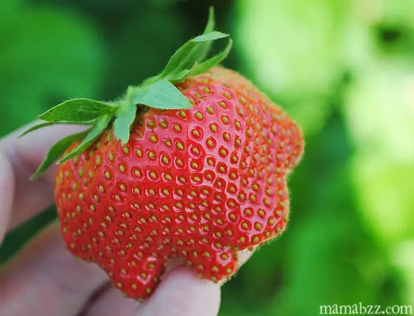Red-Ripe-Strawberry-from-McGarrah-Farms-Strawberry-Patch
