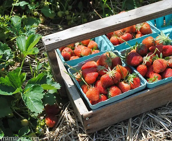 Strawberries-from-McGarrah-Farms