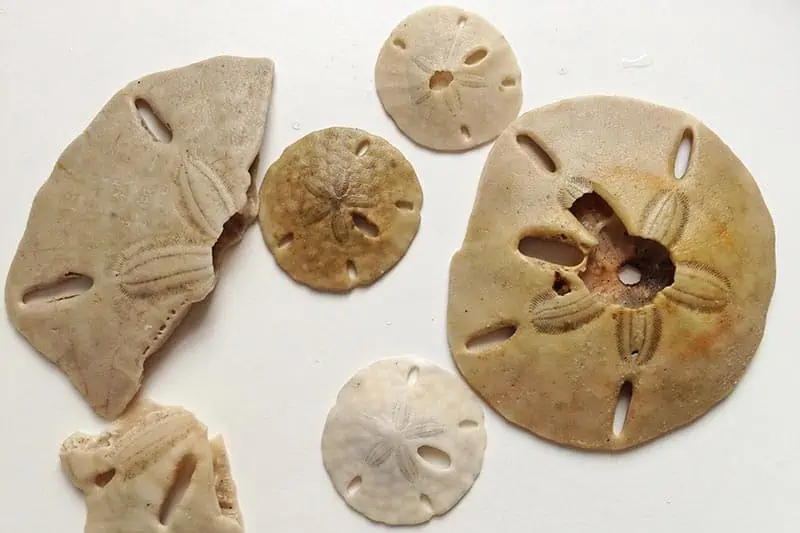 sand dollars found on San Jose Island in Port Aransas on Texas coast