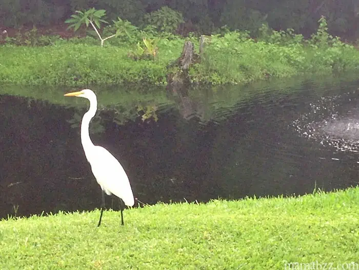 Wildlife at Anchor Inn and Cottages on Sanibel Island