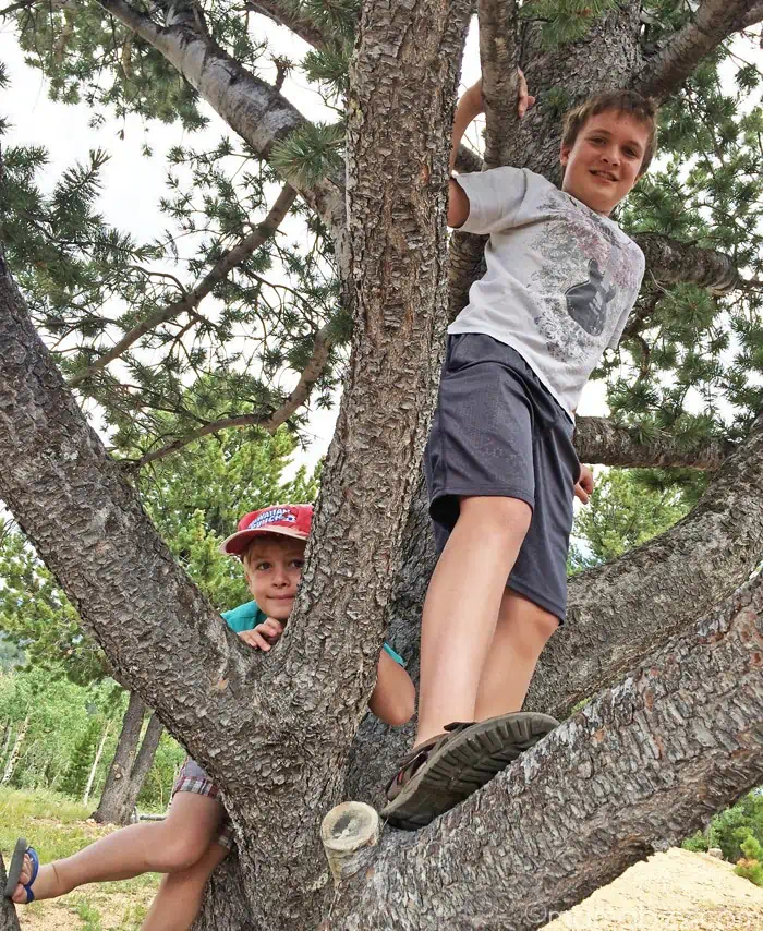 Climbing trees in the Rocky Mountains {MamaBuzz - mamabzz.com}
