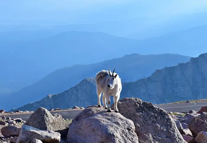 Just beyond Denver, outside Idaho Springs, stands beautiful Mount Evans, a 14,265′ beast of a mountain in the Front Range of the Colorado Rocky Mountains. Travel the highest paved road in North America, the road to the summit of Mount Evans in Colorado.