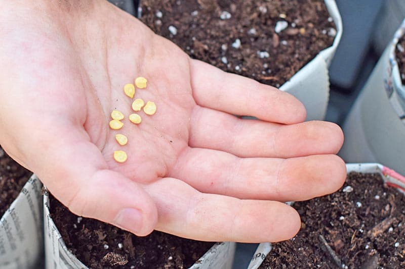 seeds in hand above seedling pots