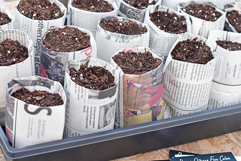 newspaper seedling pots with potting mix in seed starting tray
