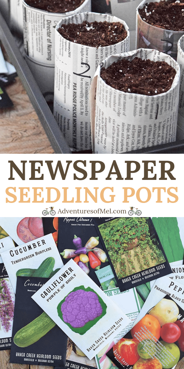 Starting seeds indoors with newspaper seedling pots