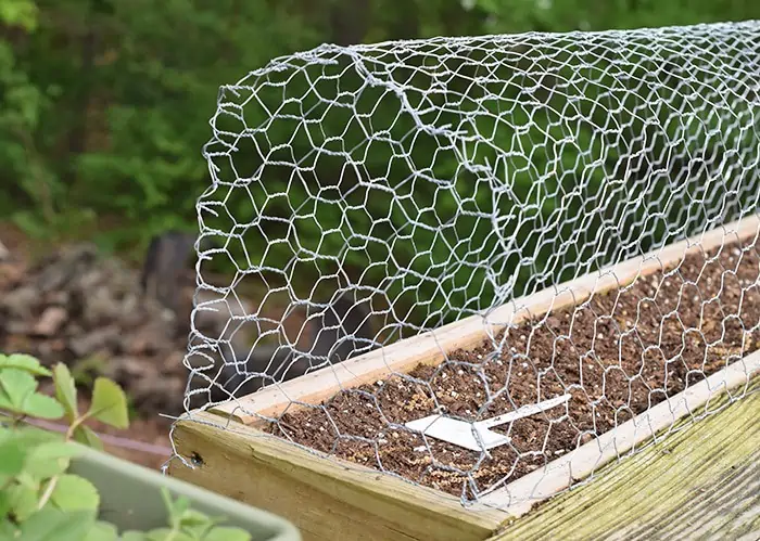 Squirrels eating your tomatoes, strawberries, and just making a mess out of your garden? A simple solution to keep squirrels out of deck rail planters.