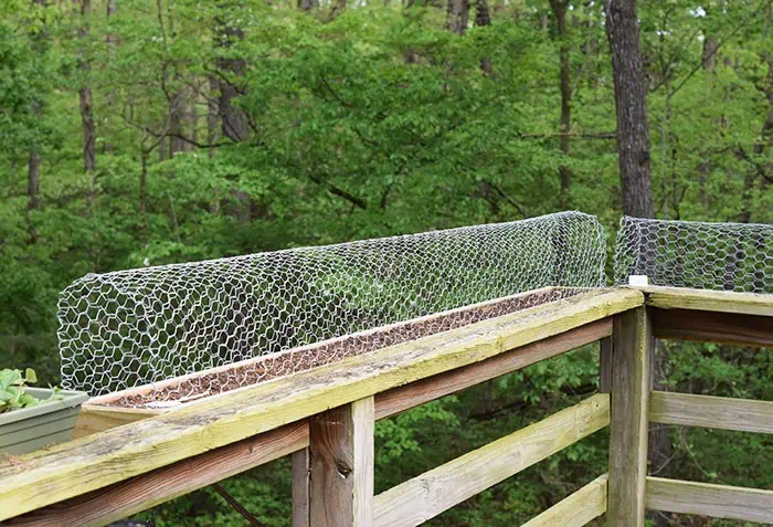 Squirrels eating your tomatoes, strawberries, and just making a mess out of your garden? A simple solution to keep squirrels out of deck rail planters.