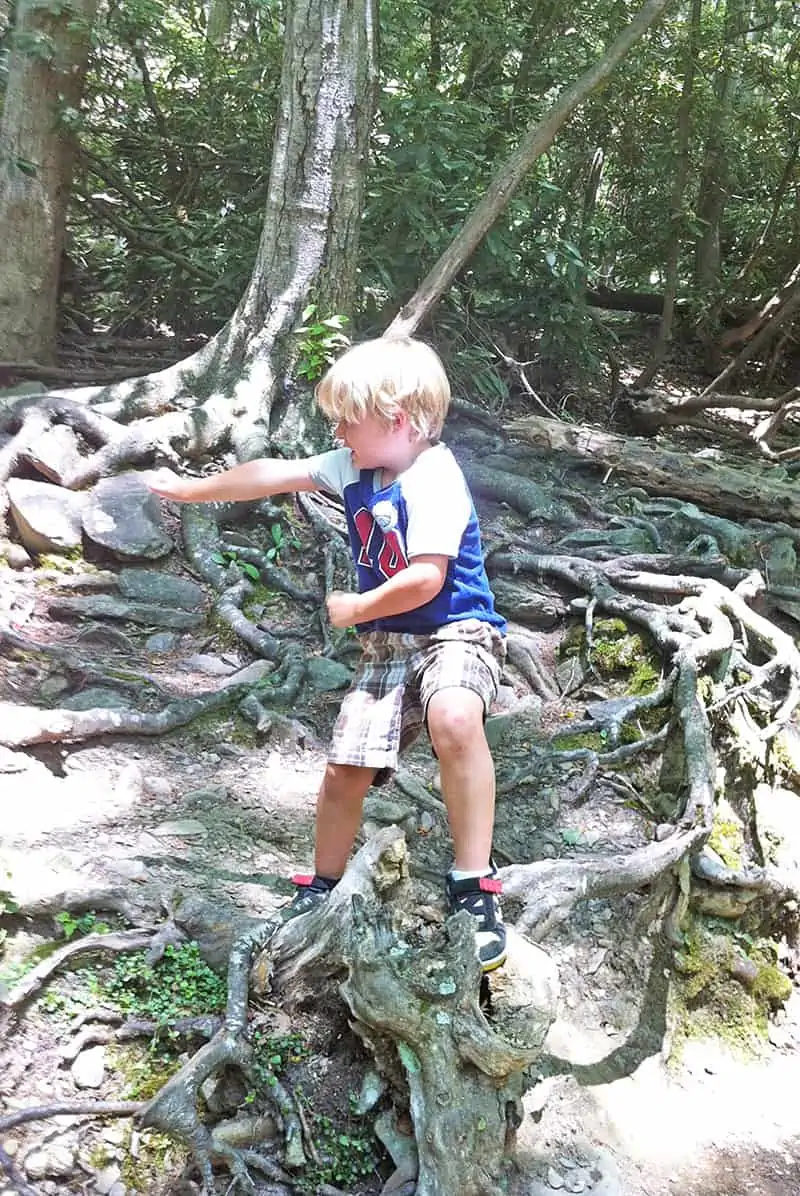 young boy climbing on tree roots in the Great Smoky Mountains, Tennessee