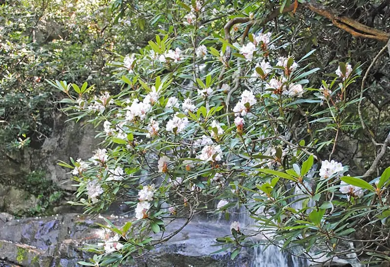 mountain laurel around Laurel Falls in the Great Smoky Mountains