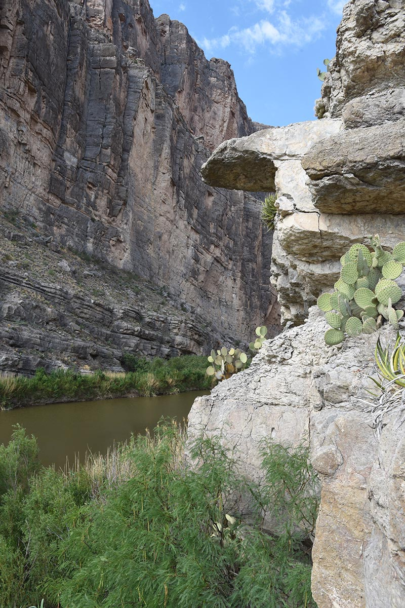 cactus growing on the sides of Santa Elena Canyon in Big Bend National Park