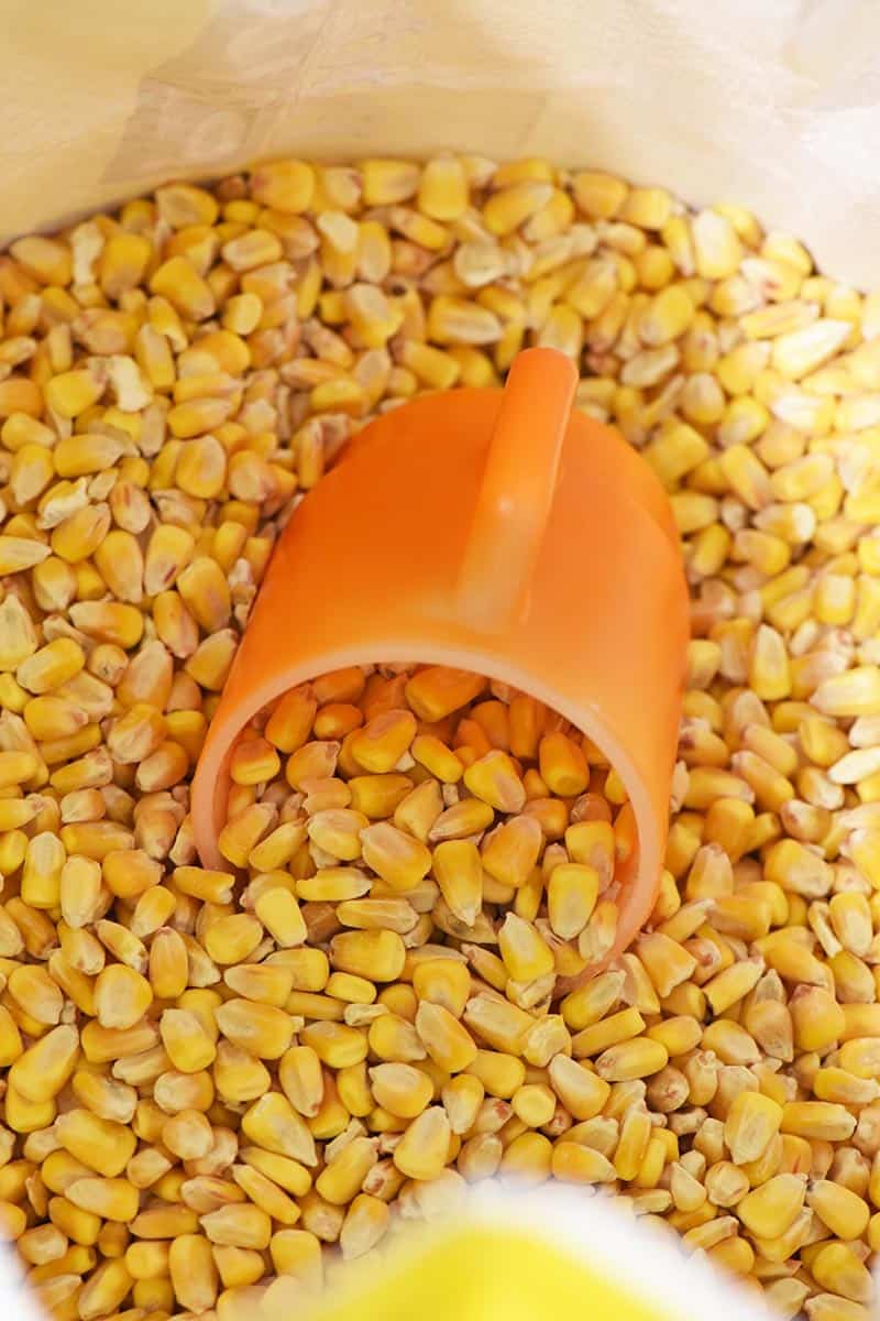 orange Fire King mug in bag of dried field corn, an ingredient for buttermilk cornbread