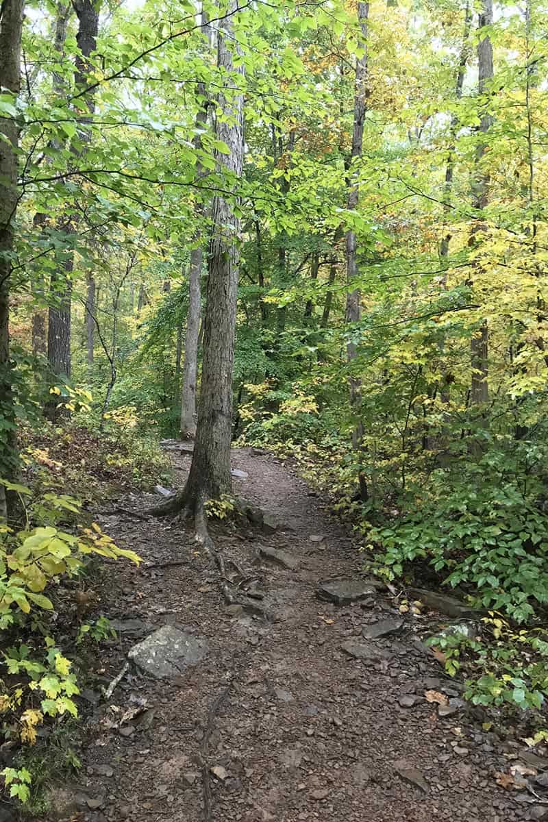autumn leaves and trees on Hawksbill Crag Trail