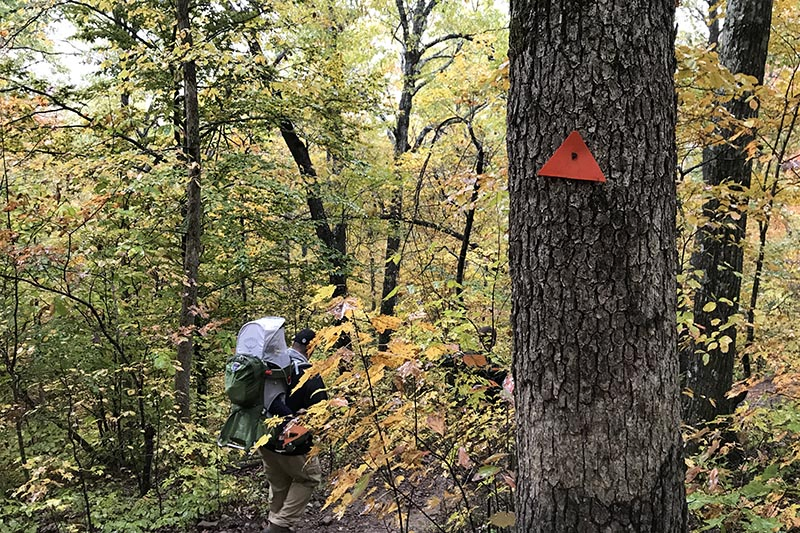 Hawksbill Crag Trail markers to guide hikers along on the trail to Whitaker Point in the Ozark National Forest