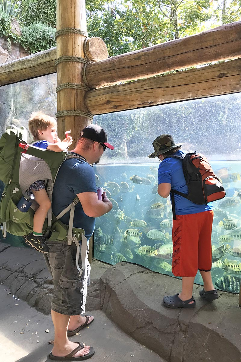 things to do in St. Louis include watching the hippos swim with the fish at the St. Louis Zoo