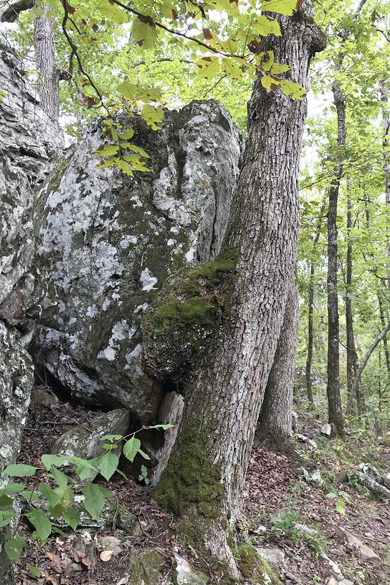 tree knot grown into boulder on Seven Hollows Trail in Petit Jean State Park
