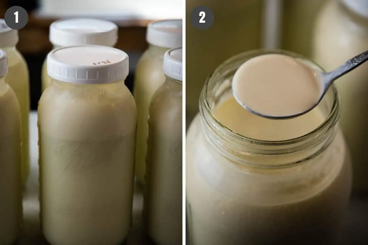 cream line on half gallon Mason jars; skimming cream off raw milk with small ladle or gravy spoon